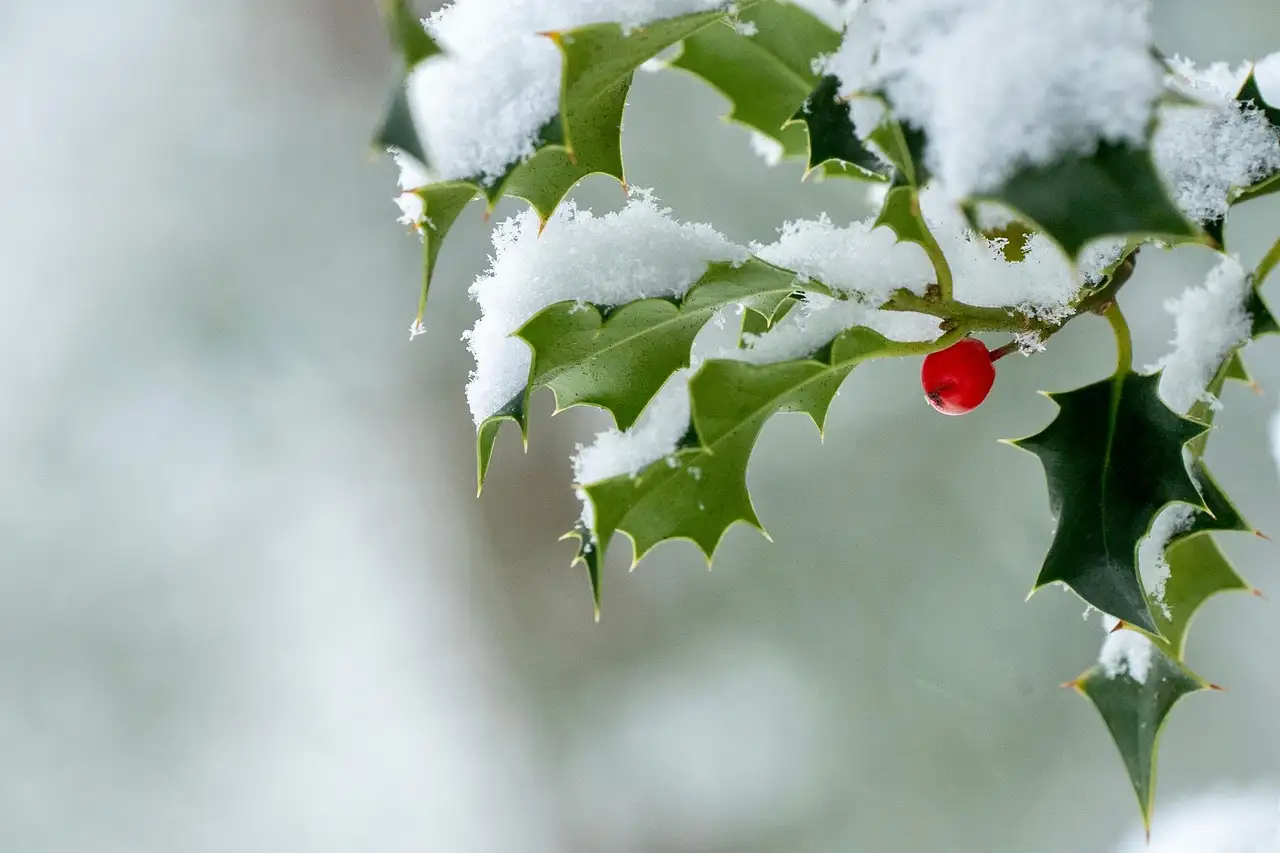 Bescherm hulst in potten tegen uitdroging in de winter