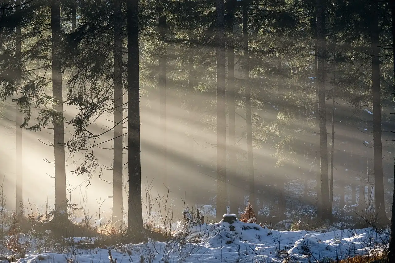 Bescherming van jonge Geum-planten in de winter