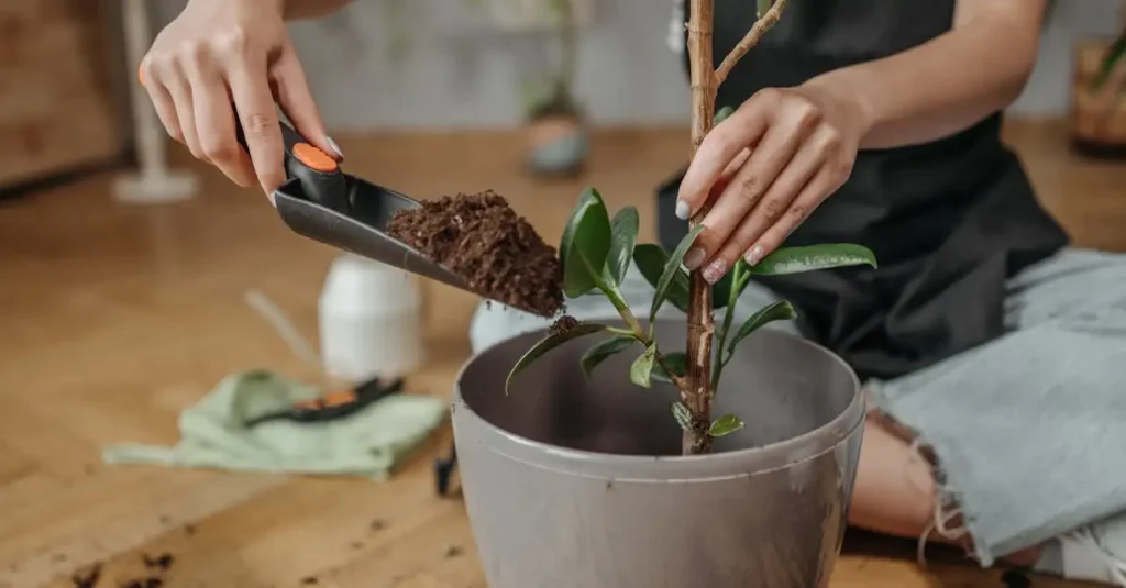 Beste moment om Sarcococca (vleesbes) te verplanten