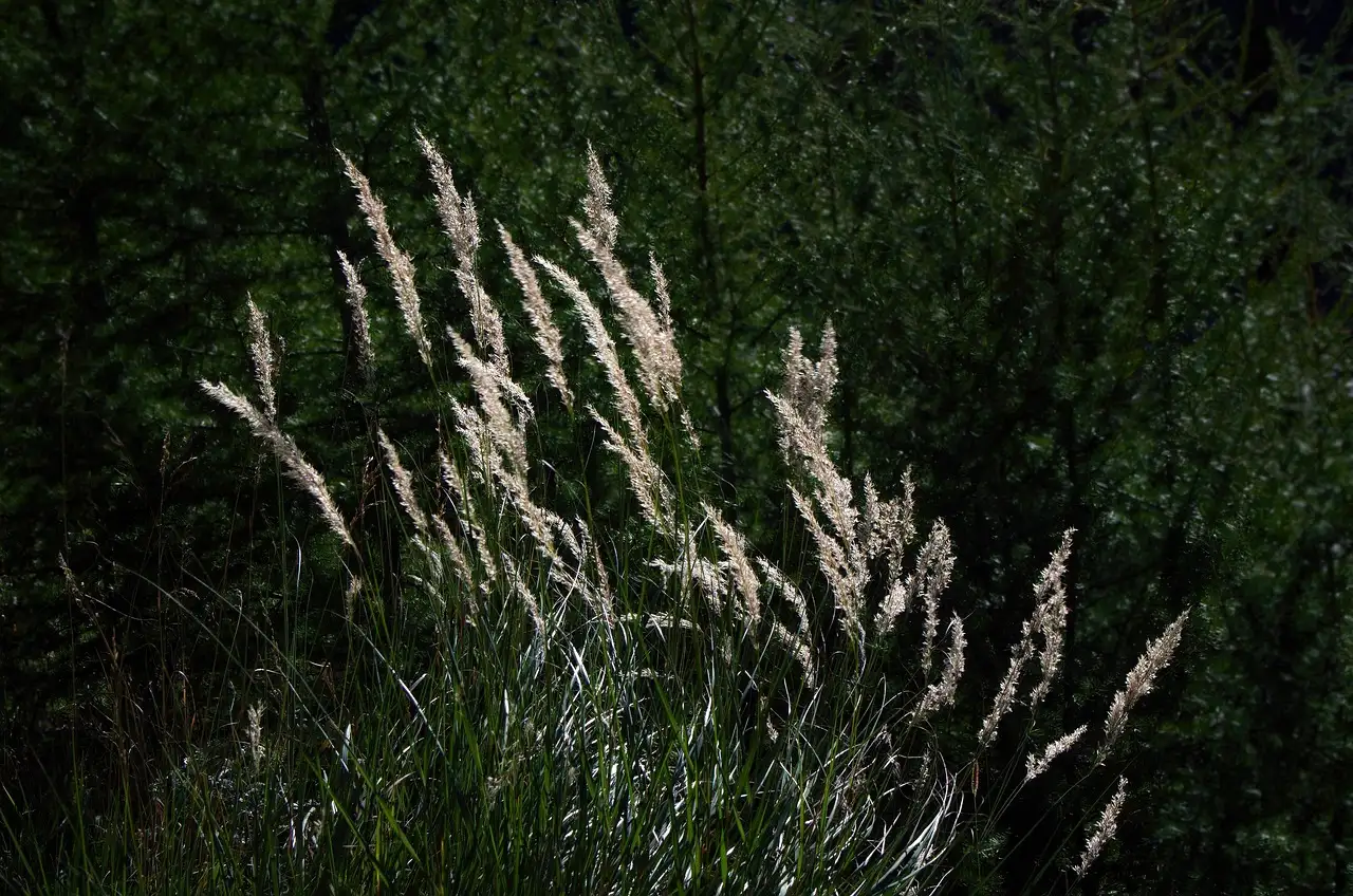 Calamagrostis in verhoogde bakken: tips en voordelen