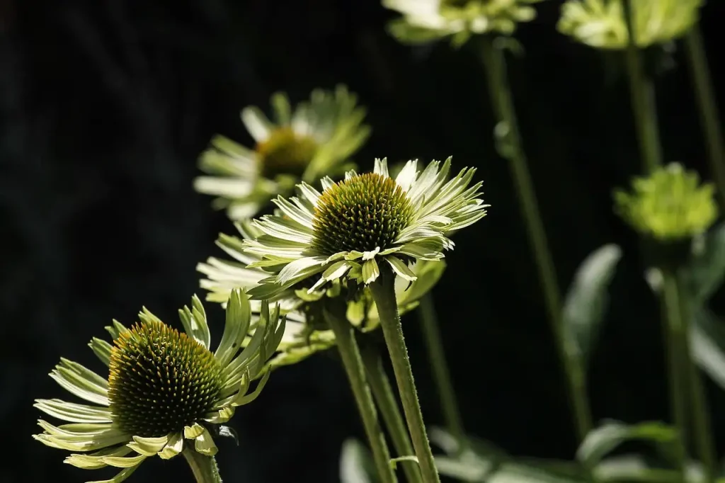 Echinacea in pot op balkon: tips voor de perfecte verzorging