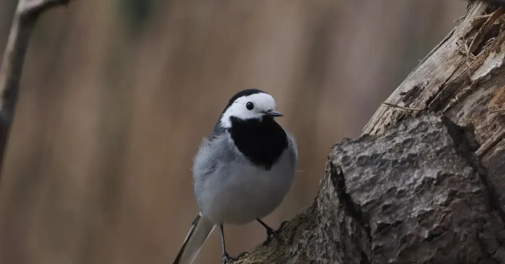 Ecologische waarde van thuja (levensboom) voor vogels