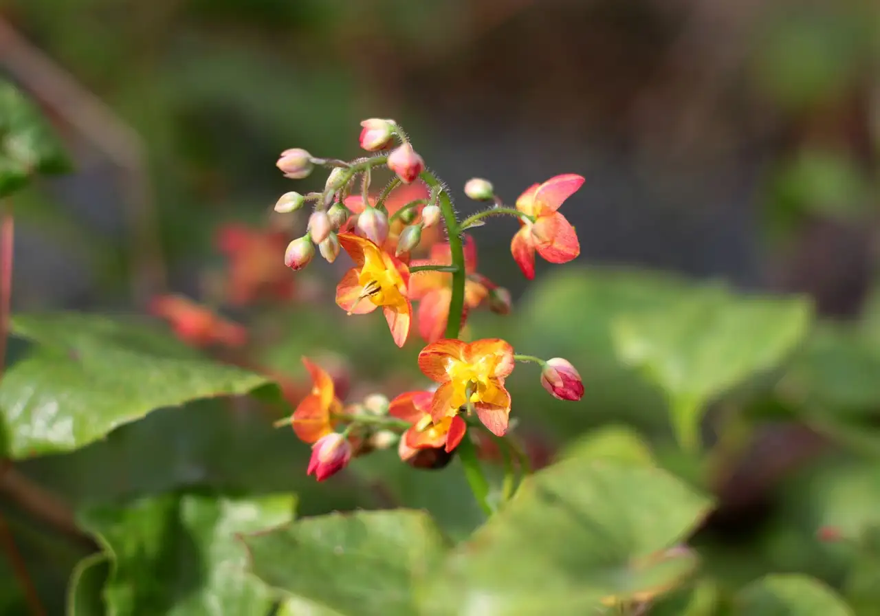 Epimedium combineren met varens: tips en voordelen