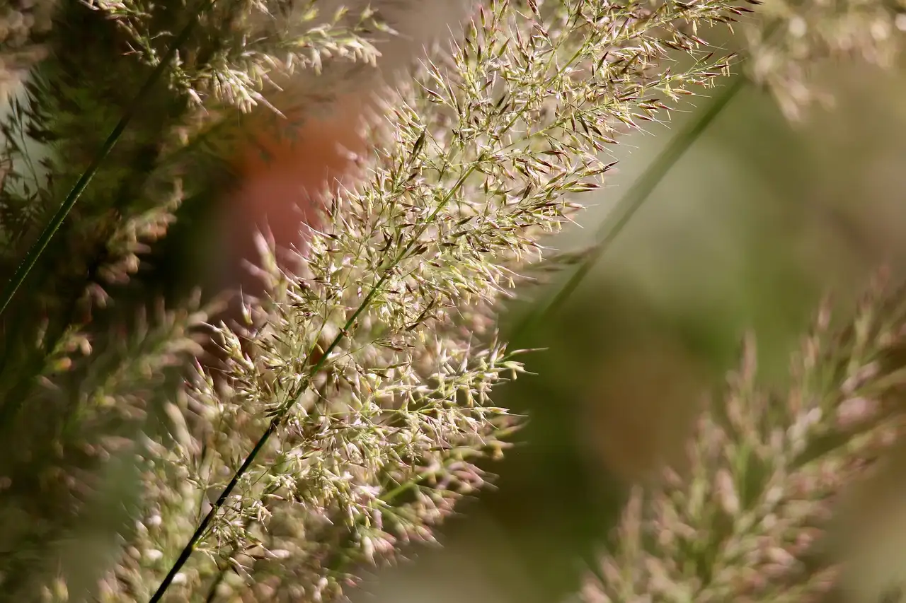 Geschikte najaarsbloeiers voor Calamagrostis (struisriet)