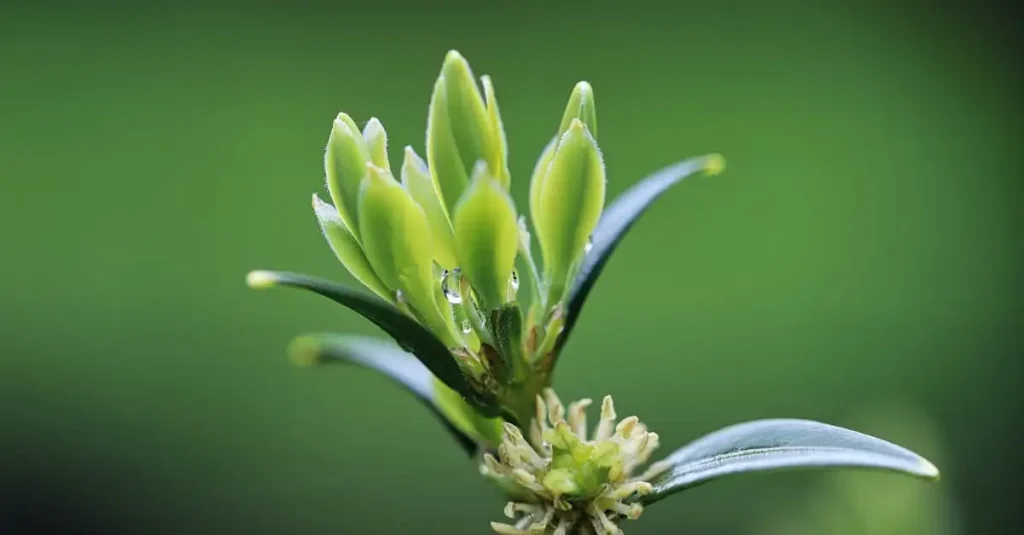 Geurige cultivars van Sarcococca: wat moet je weten?