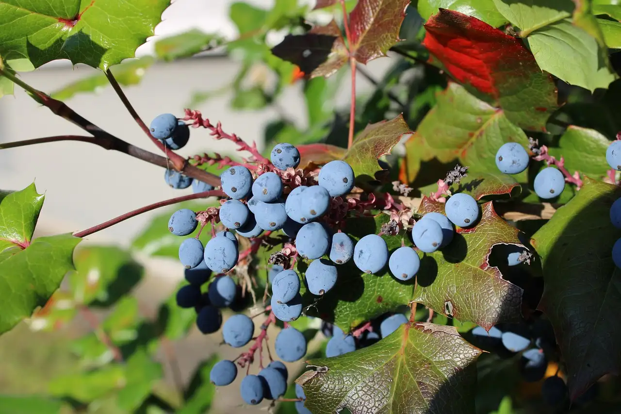Hoe groot wordt Mahonia x media ‘Charity’? Ontdek het hier!