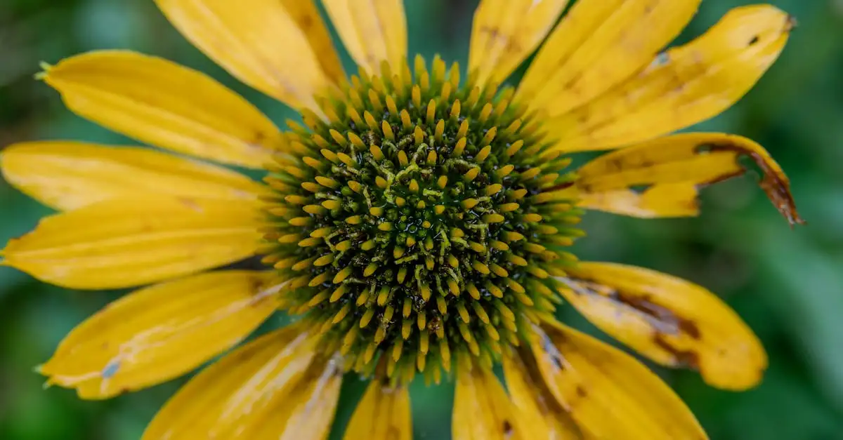 Is echinacea (zonnehoed) volledig winterhard in Nederland?