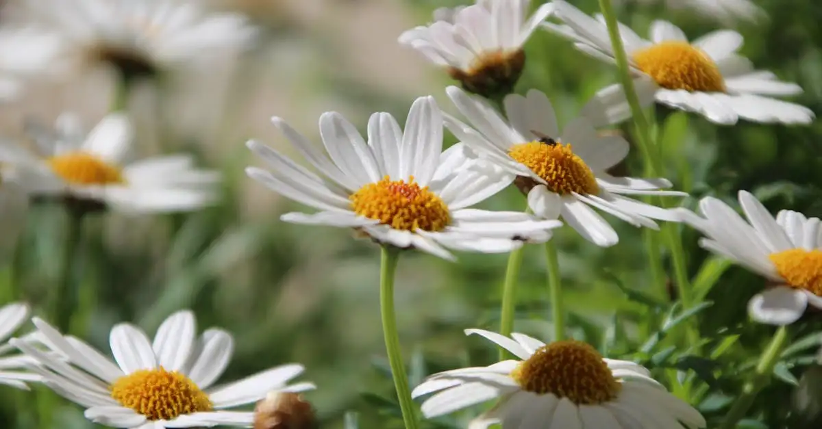 Is Leucanthemum (margriet) inheems in Nederland?