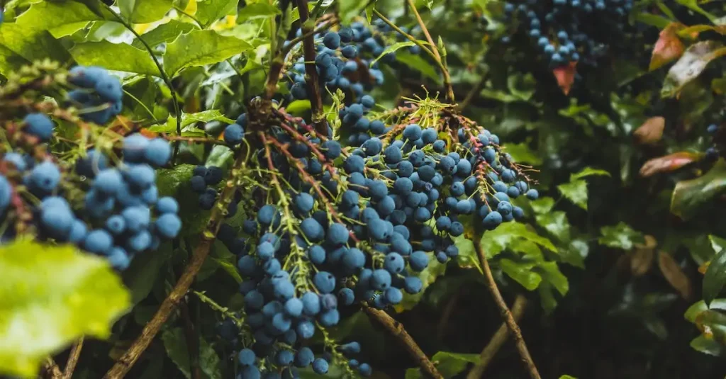 Is Mahonia eetbaar of giftig? Ontdek het hier!