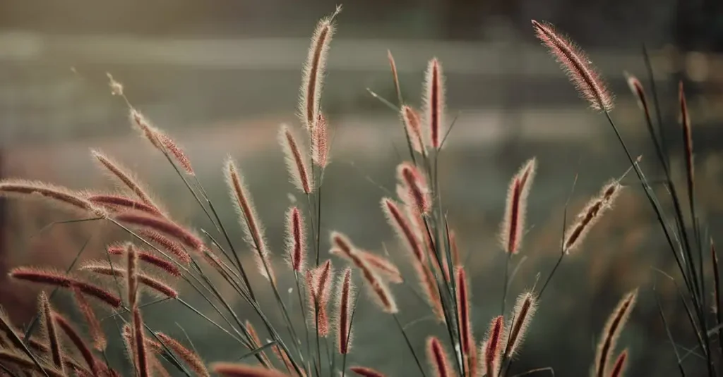 Is pennisetum geschikt voor een kleine stadstuin?