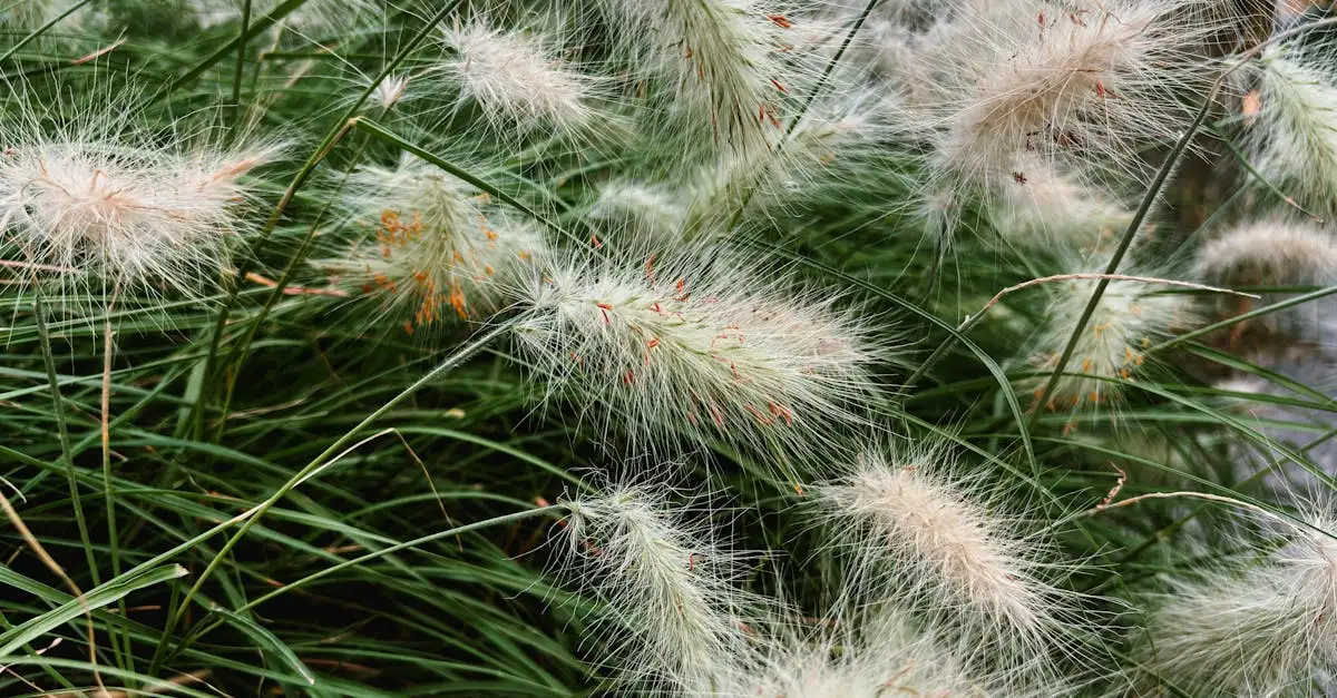 Is Pennisetum gevoelig voor slechte drainage in de tuin?