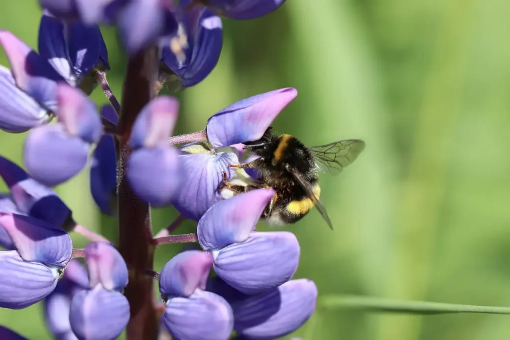 Lupinus in een pot op het terras: tips en advies