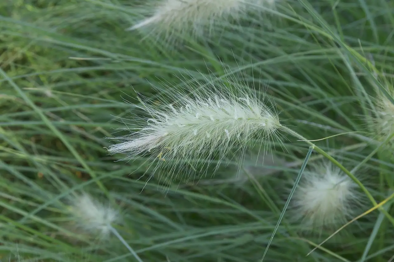 Moet je Pennisetum elk jaar volledig terugsnoeien?