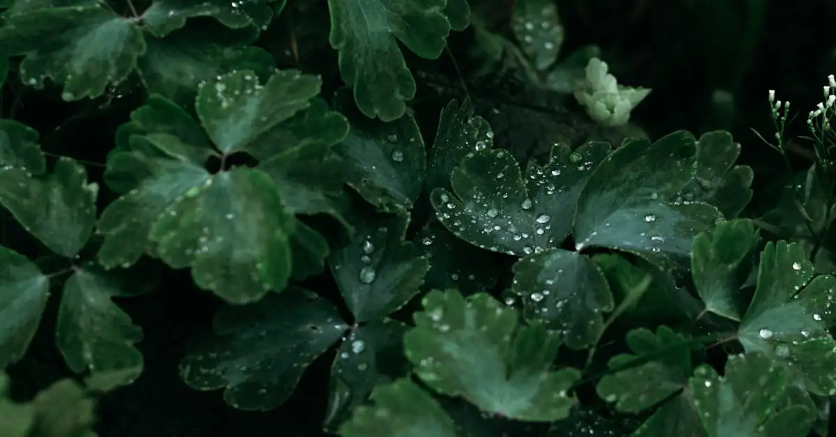Natuurlijke behandeling van meeldauw bij Alchemilla mollis
