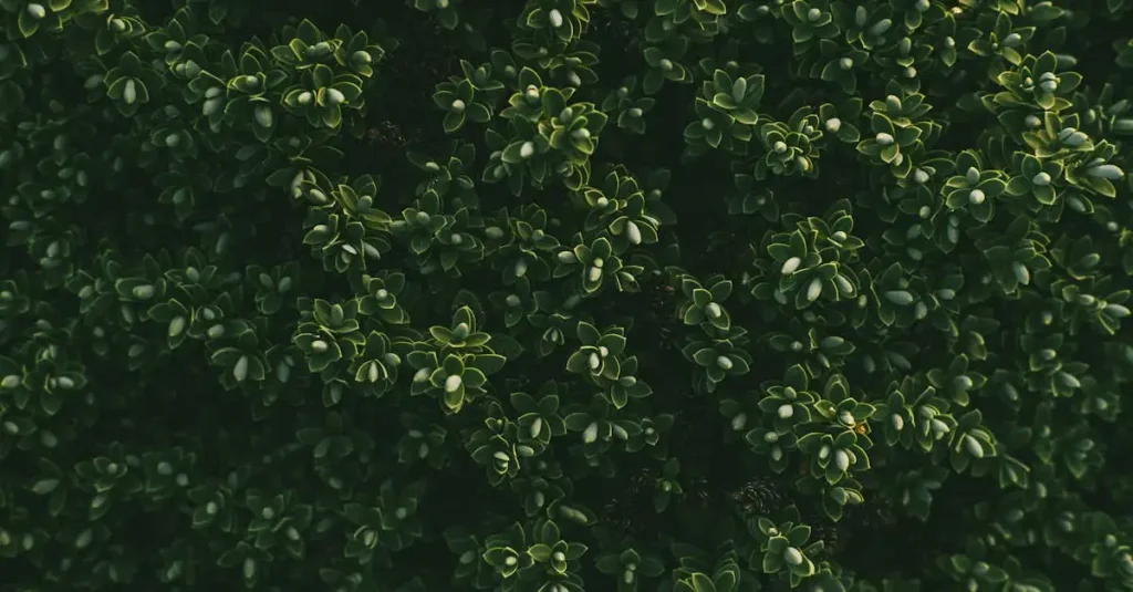 Oorsprong van Buxus sempervirens: waar komt het vandaan?