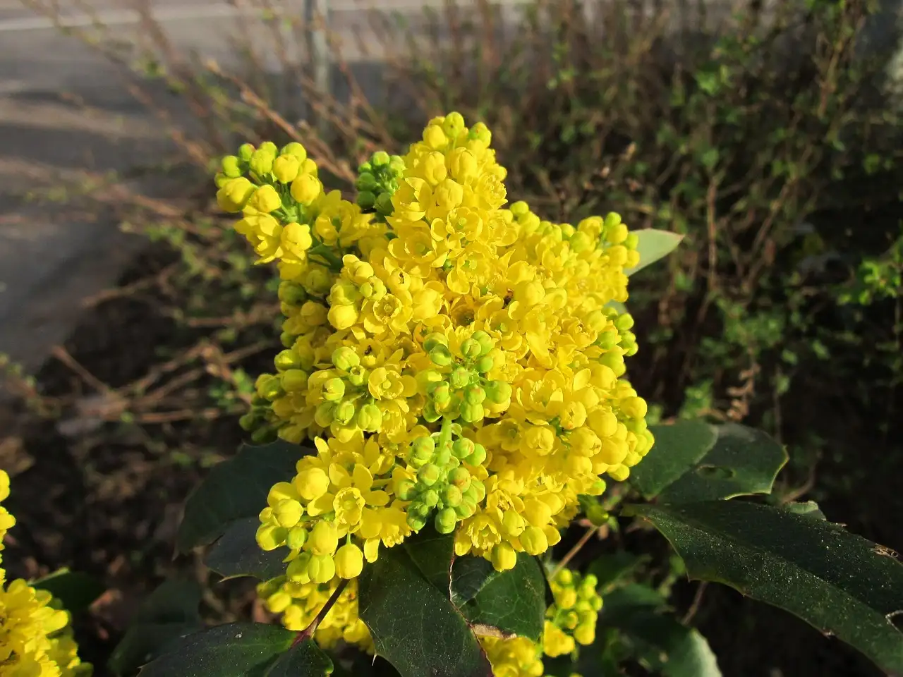 Oorzaken van gele vlekken op het blad van Mahonia