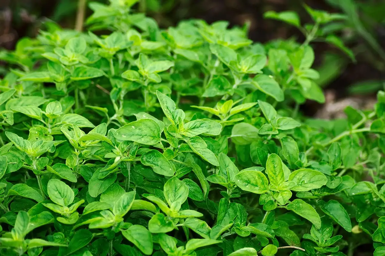 Voorkom wortelrot bij oregano in pot: tips en advies