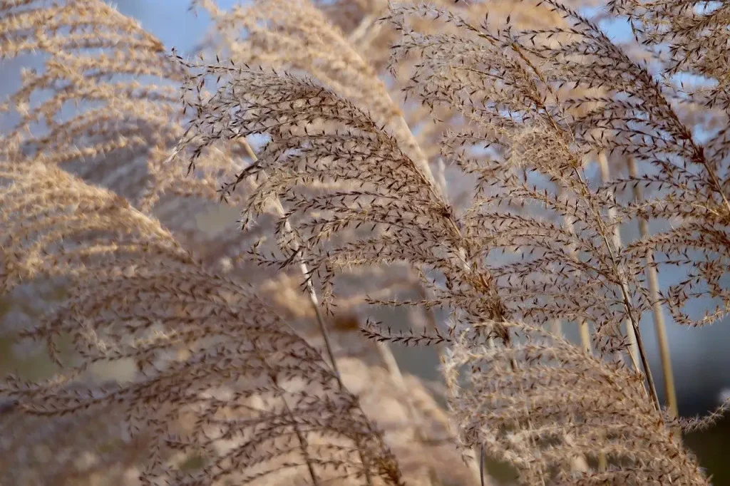 Wanneer en hoe snoei je miscanthus voor de lente-uitloop?