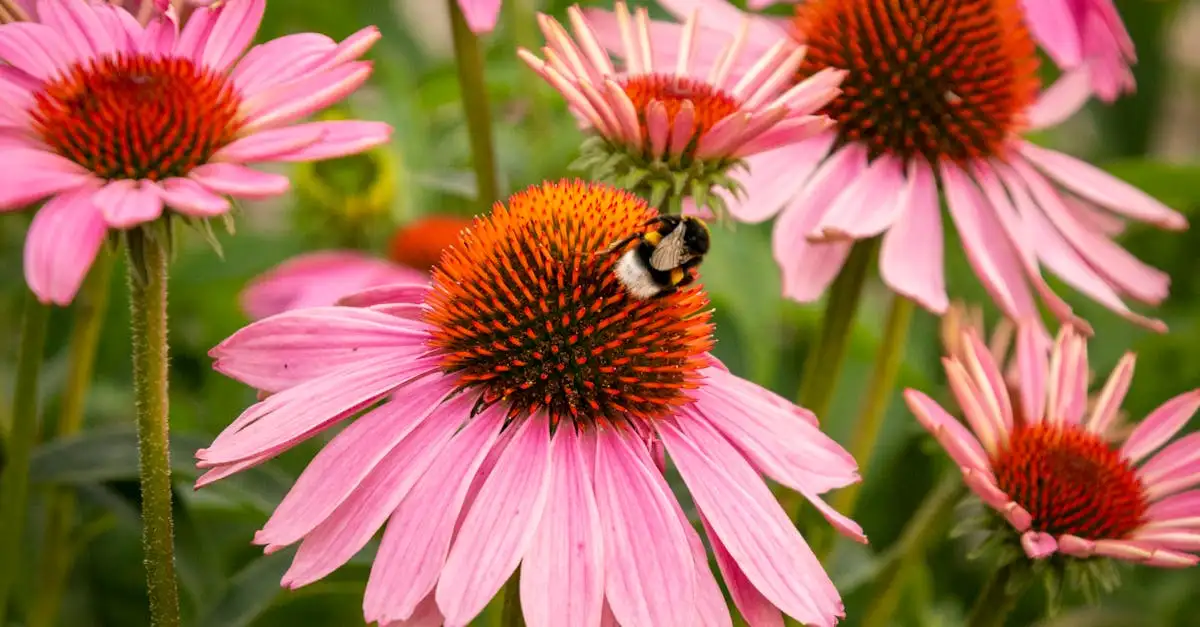 Wanneer snoei je Echinacea voor een tweede bloei?