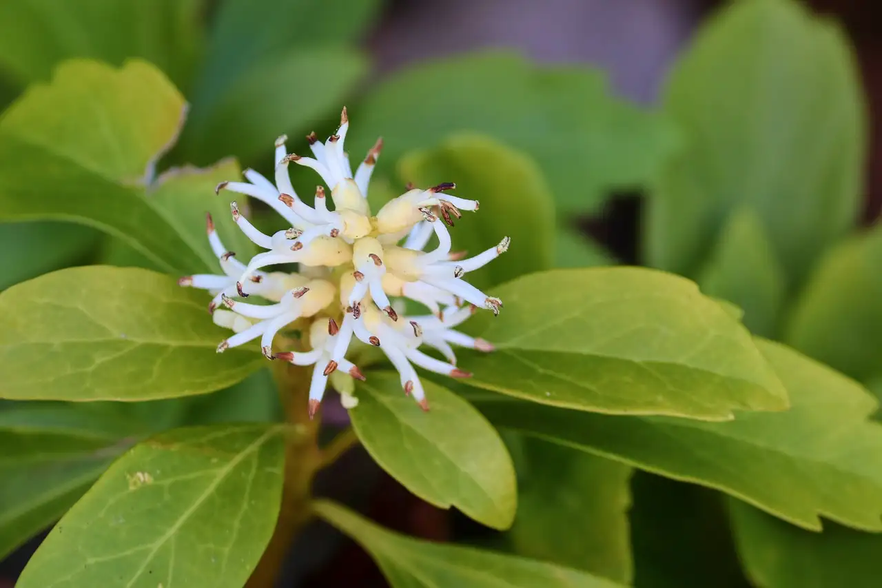 Wat betekent de naam Pachysandra en de oorsprong ervan?