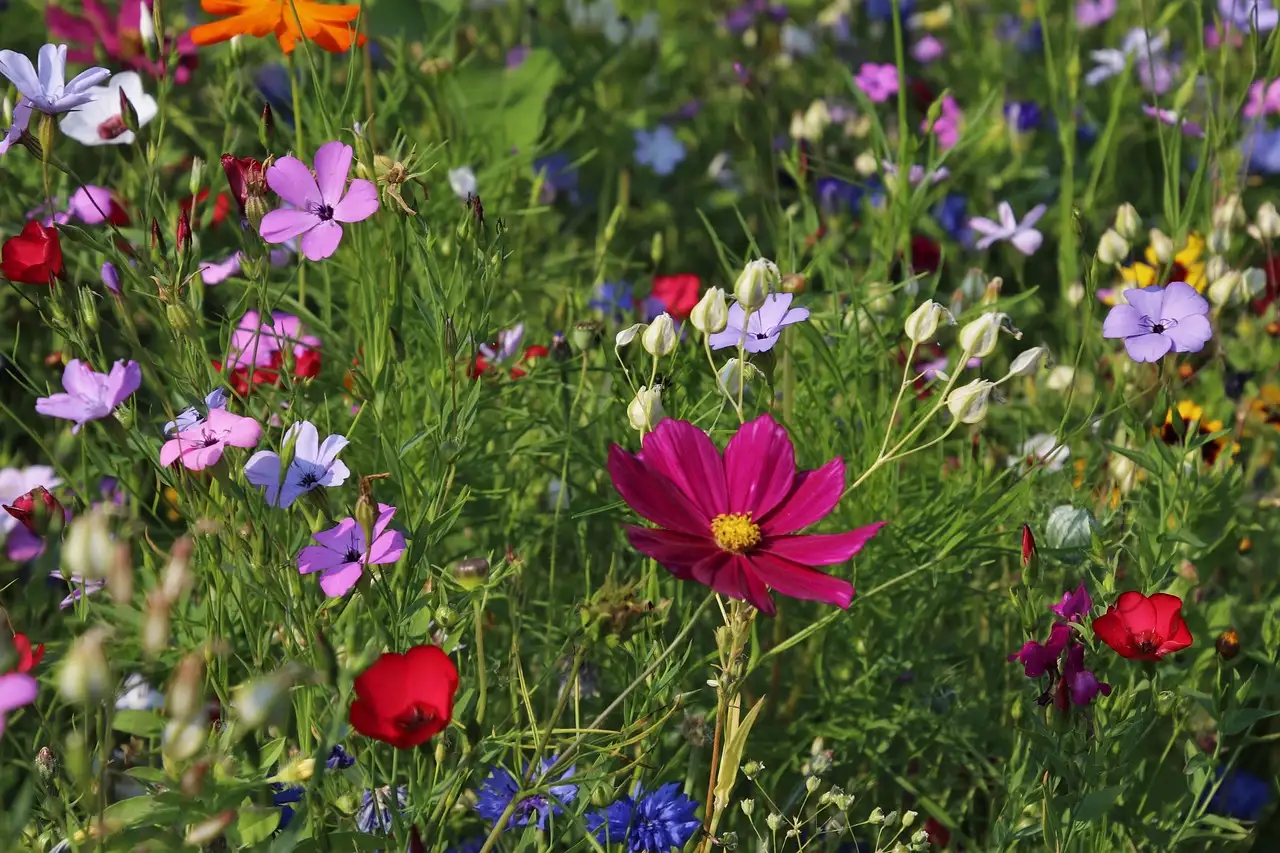 Wat is de Latijnse naam van de boerenhortensia?