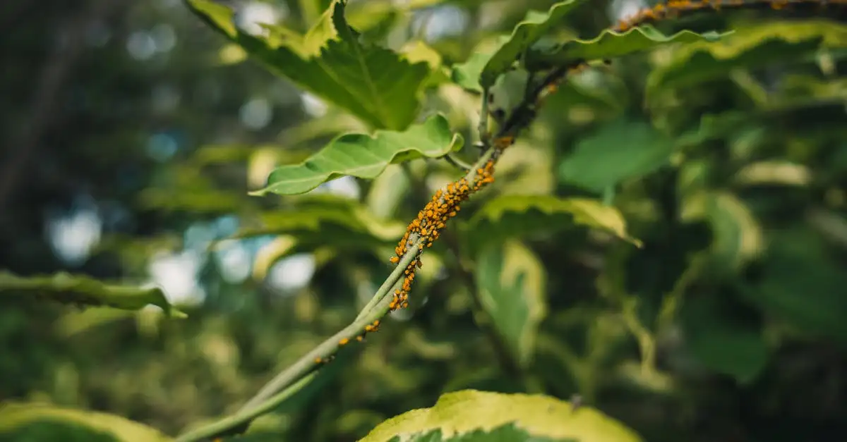 Welke plaag tast vaak Filipendula (moerasspirea) aan?