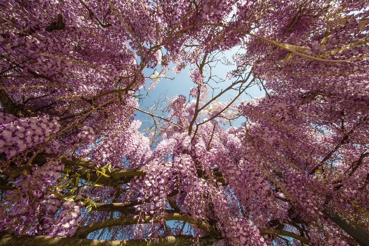 Wisteria en clematis combineren tegen een pergola: tips