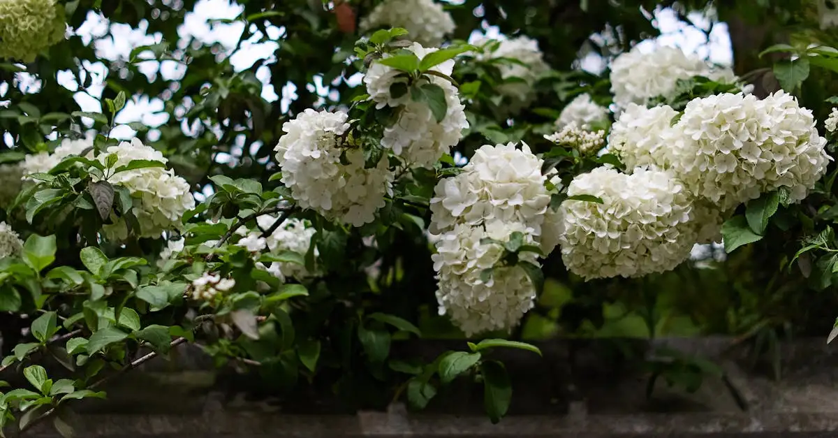Ziekten bij Hydrangea arborescens (sneeuwbalhortensia) herkennen