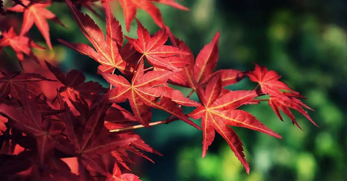 Acer palmatum in pot: overwinteren buiten tips en advies