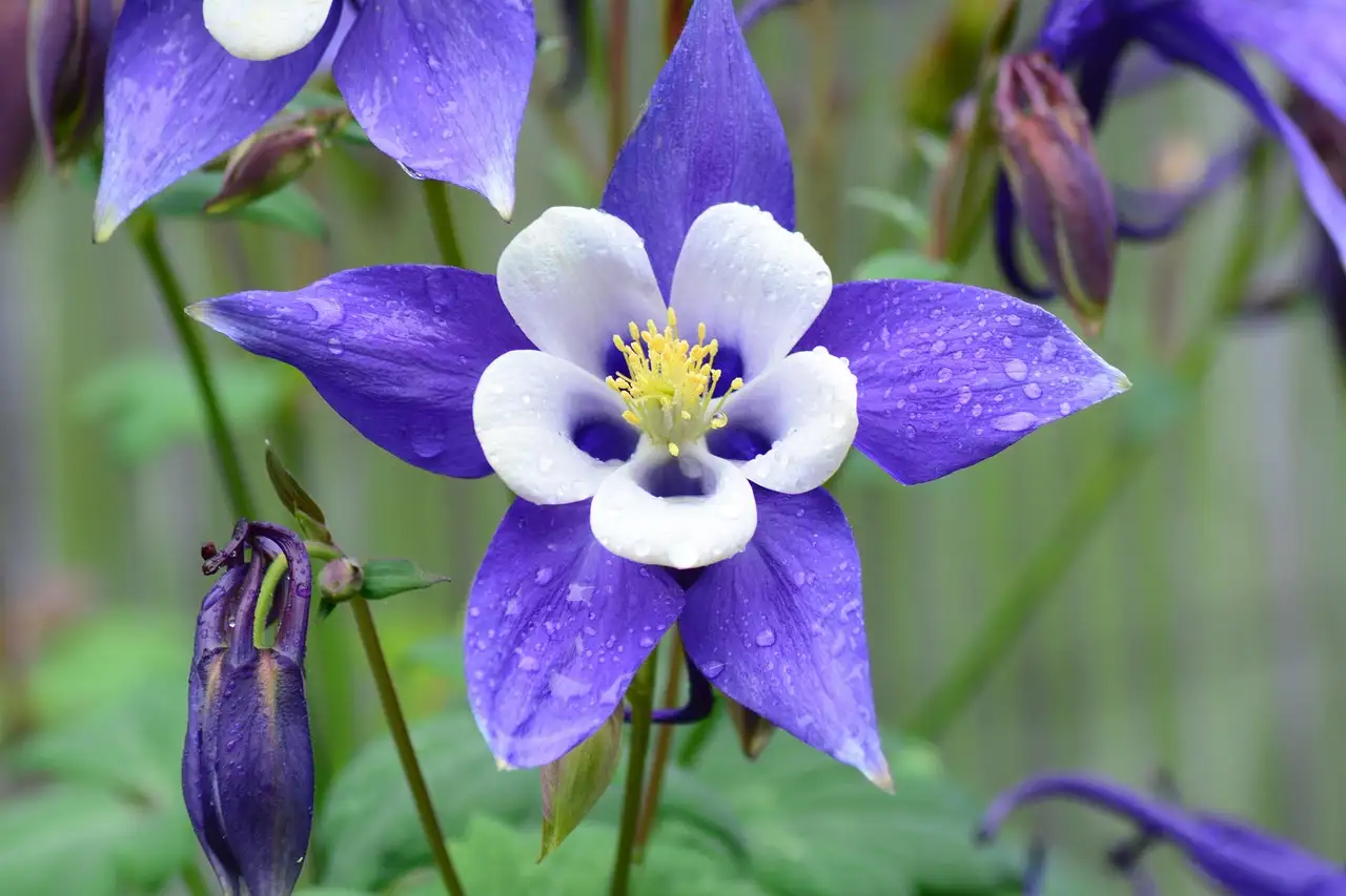 Akelei (Aquilegia vulgaris) bloeit in lichte schaduw?