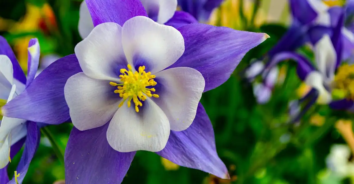 Akelei Aquilegia vulgaris: ideaal als snijbloem?