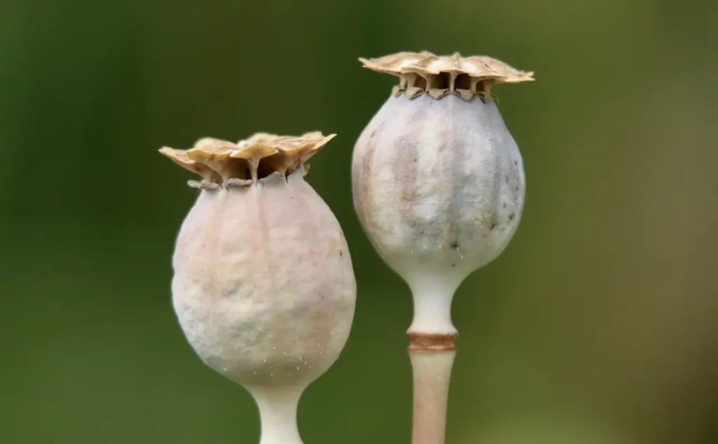 Baardiris zaaddozen laten staan voor winterstructuur?