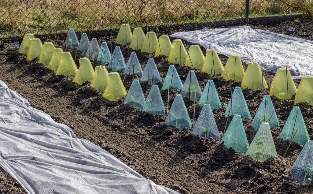 Bescherm jonge gladioolplanten tegen vorst: tips en tricks