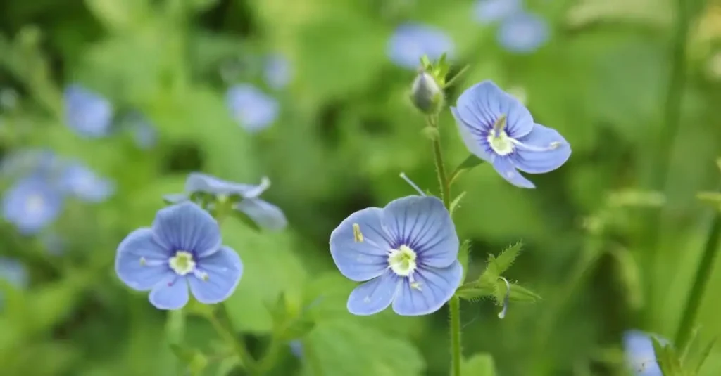 Beste meststof voor ereprijs Veronica spicata in het voorjaar