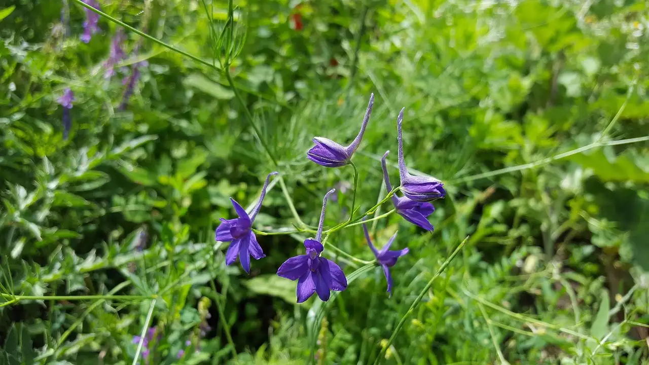 Bladziekten bij ridderspoor: Delphinium-soorten en oplossingen