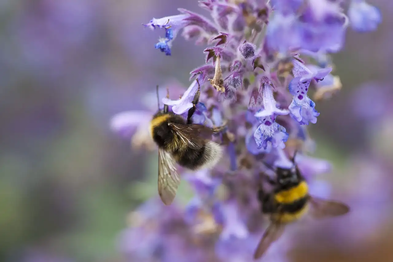 Calamintha nepeta in pot op terras: tips en advies