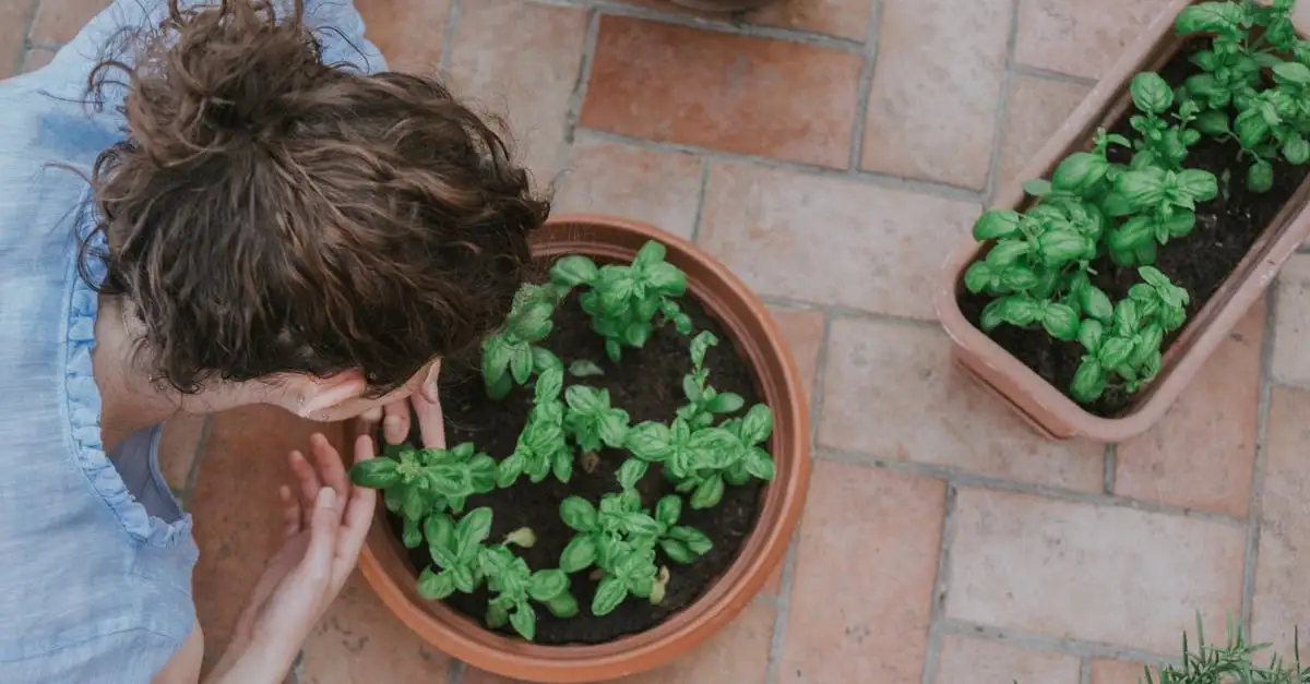 Calamintha nepeta in pot op terras: tips en advies