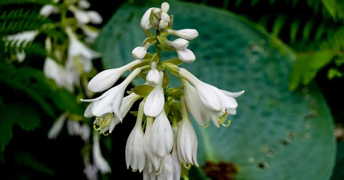 Combineert lamium maculatum mooi met hosta&rsquo;s of varens?