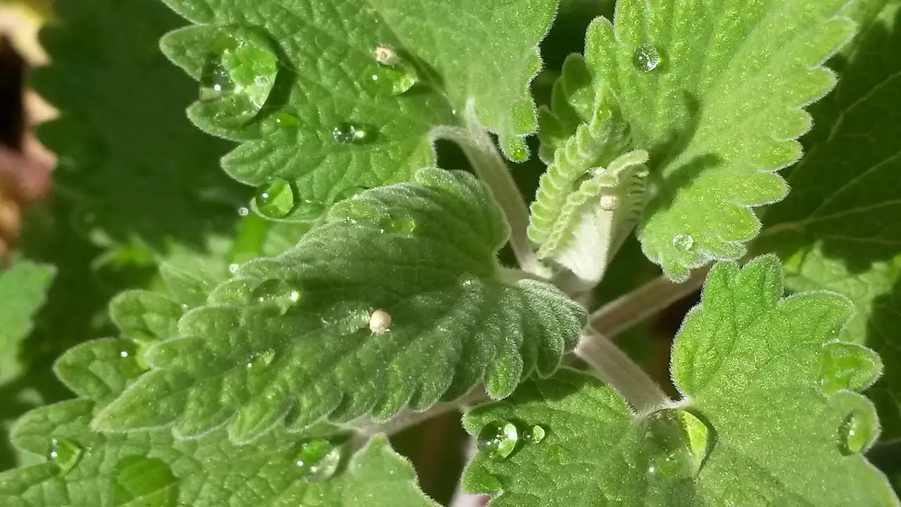 Combineert Nepeta ‘Six Hills Giant’ goed met rozen?