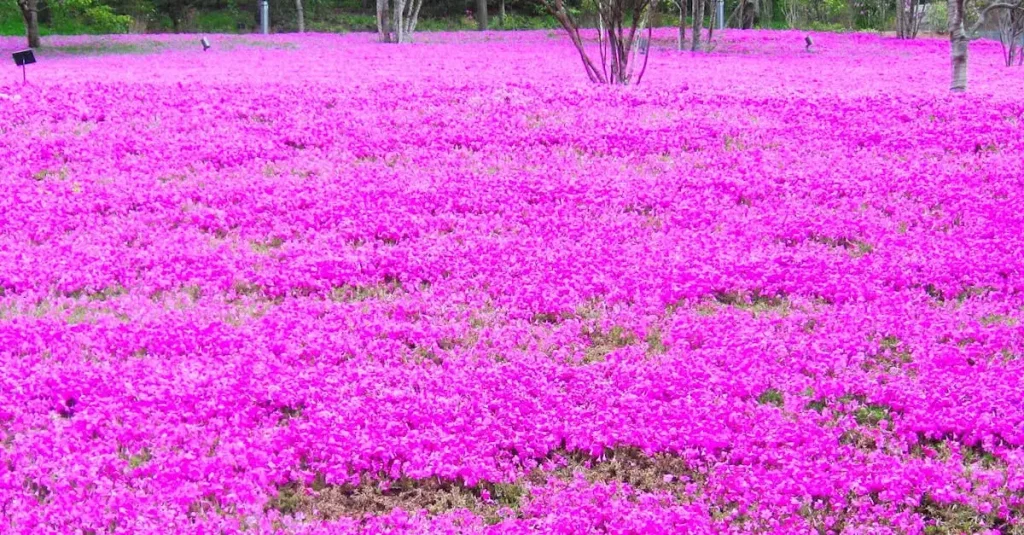 De beste bodembedekkers voor je tuin kiezen