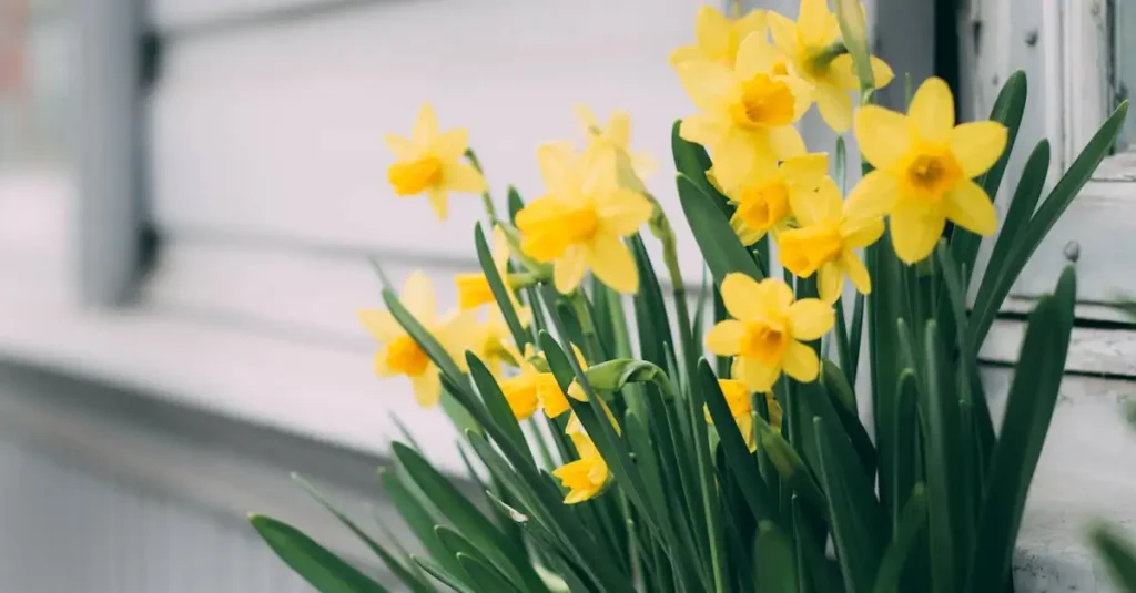 De beste grondsoort voor de narcis in de volle grond