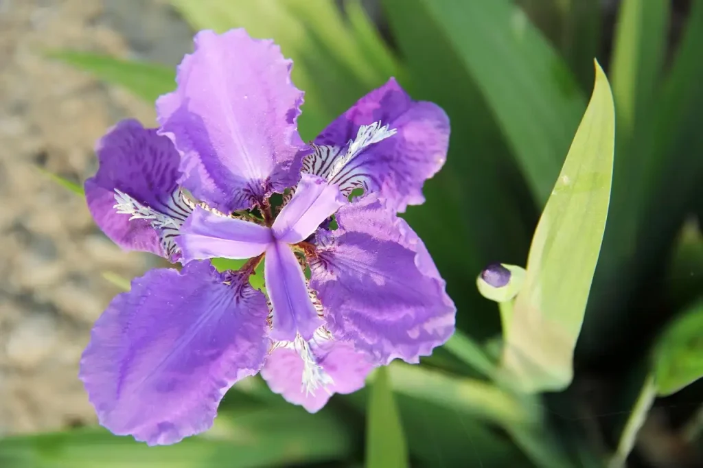 De rol van de iris in oude koninklijke symboliek