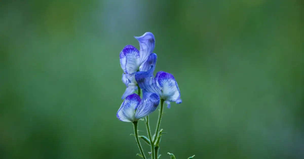 Decoratieve waarde van monnikskap Aconitum buiten de bloei