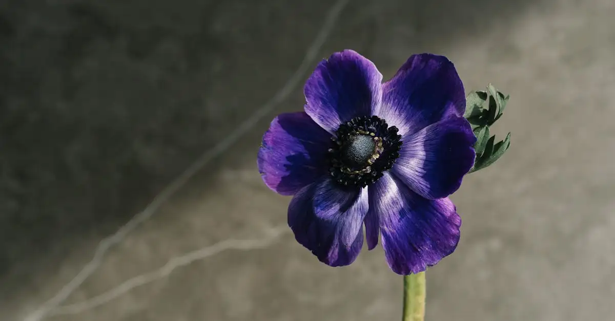 Decoratieve zaaddozen van viltige anemoon in de winter?
