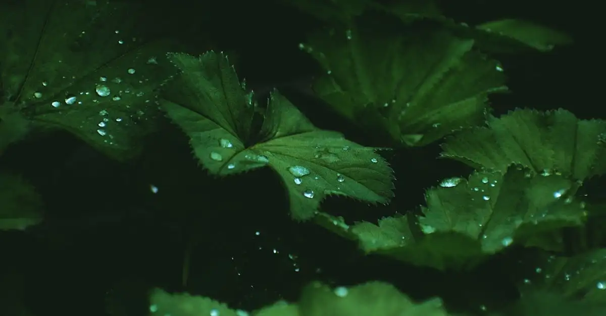 Decoratieve zilverblad vrouwenmantel Alchemilla-soorten
