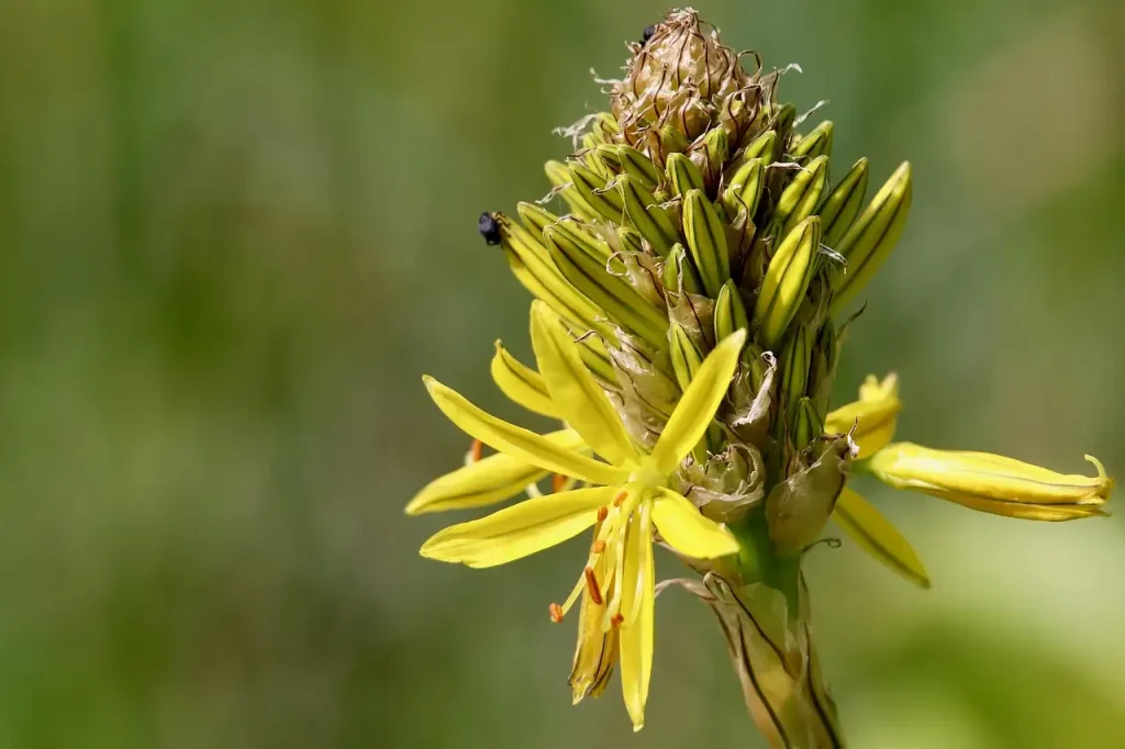 Echte affodil: welke soorten blijven wintergroen?