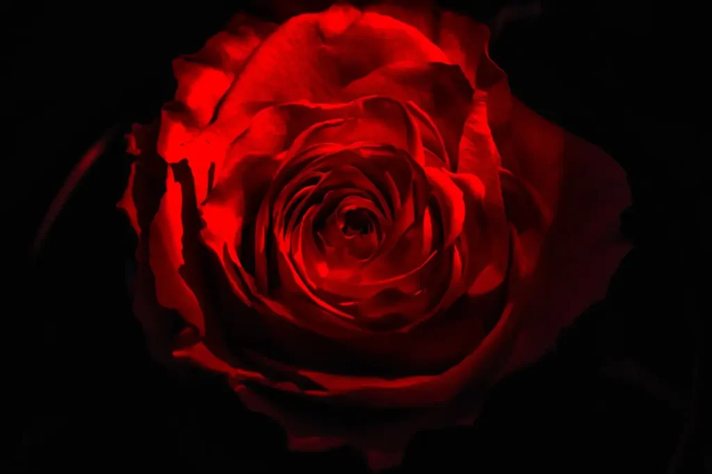 Effect herhaalde bloei Rosa 'The Fairy' op borderstructuur