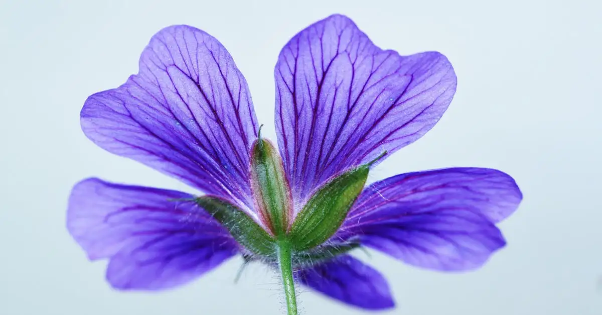 Gebruik van ooievaarsbek Geranium in natuurlijke kleurstoffen