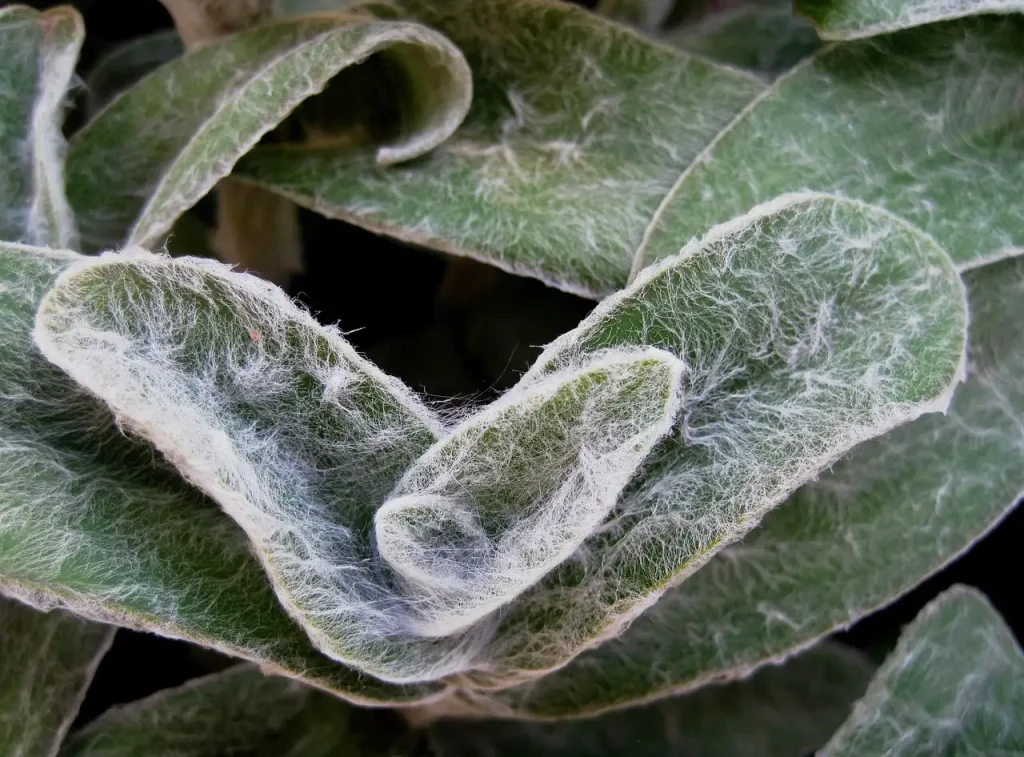 Geeft Stachys byzantina structuur aan uw winterborder?
