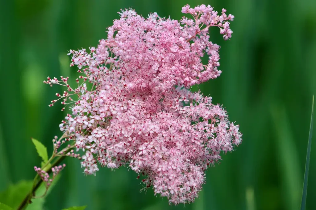 Geschikte bodem voor moerasspirea (Filipendula ulmaria)